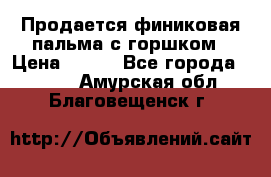 Продается финиковая пальма с горшком › Цена ­ 600 - Все города  »    . Амурская обл.,Благовещенск г.